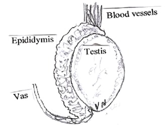 Scrotum Structure